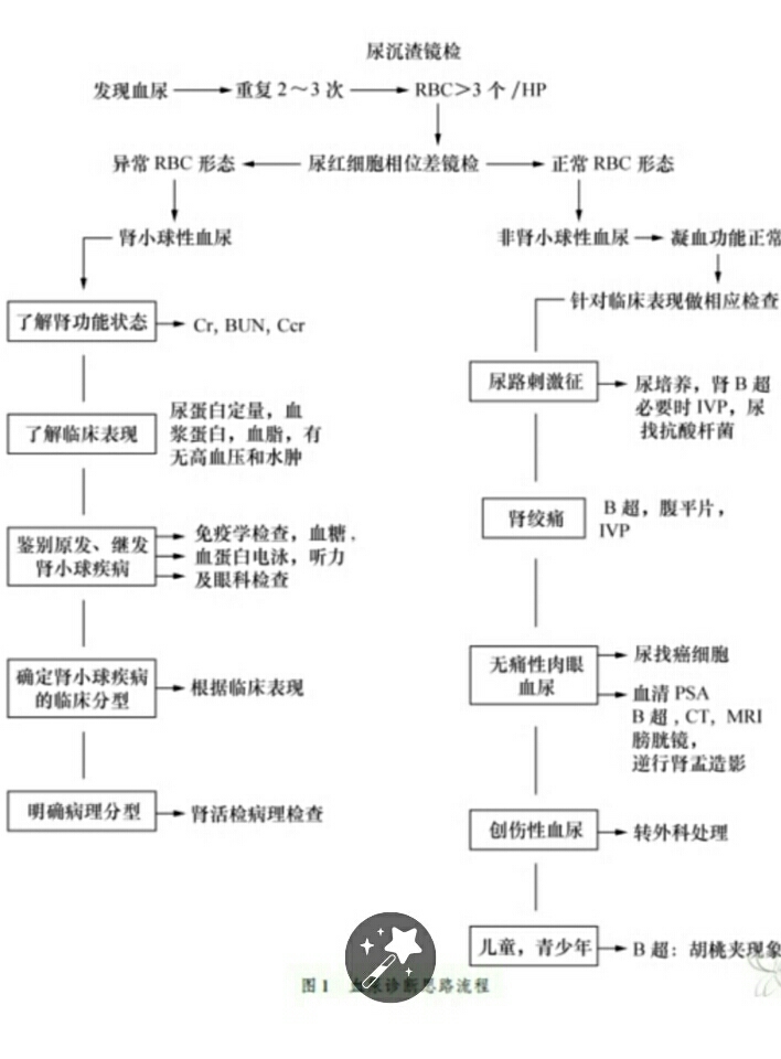 诊断血尿流程如下