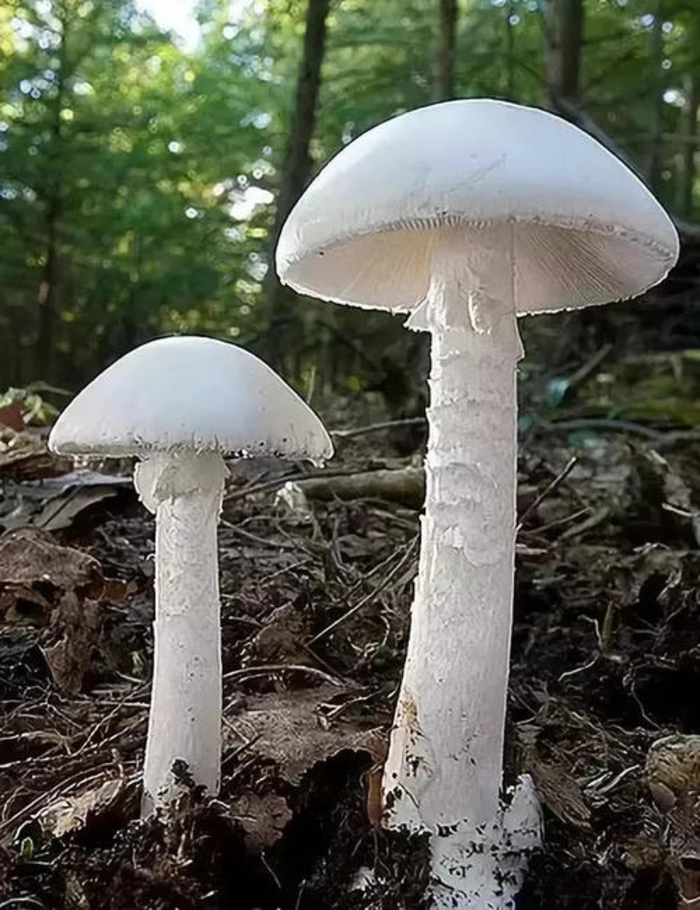 含鹅膏毒肽蘑菇主要有致命鹅膏(又称白毒伞),灰花纹鹅膏,淡红鹅膏,假