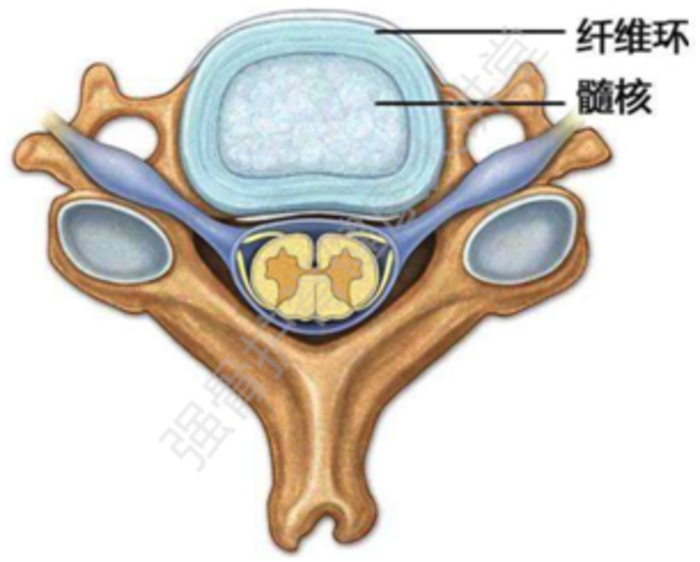 纤维环结构的修复一直是热门的研究方向之一,但组织学修复多停留在