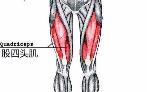 什么是股四头肌等长收缩