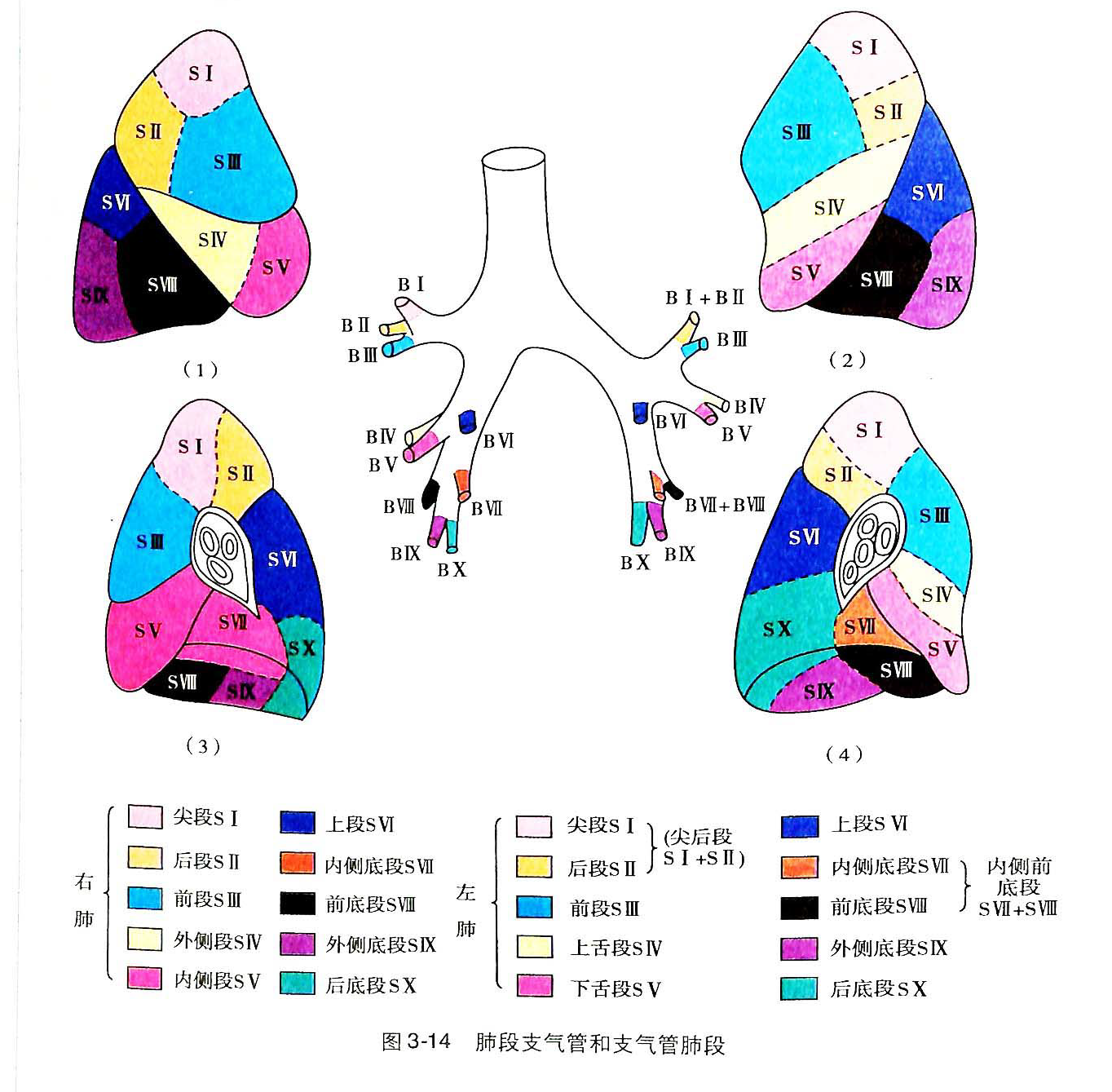 人体肺叶肺段解剖图