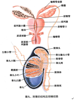 而梗阻性无精症患者的睾丸可以产生精子,但是输精管道阻塞导致精子