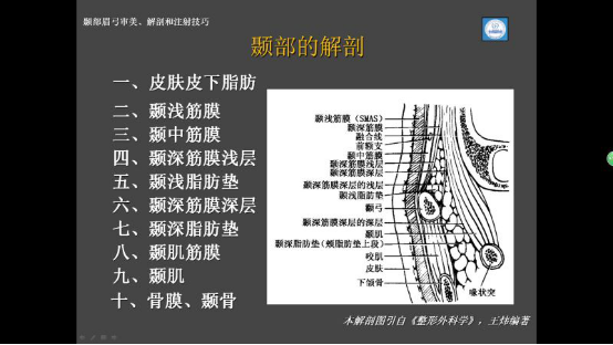 颞部解剖层次图谱图片