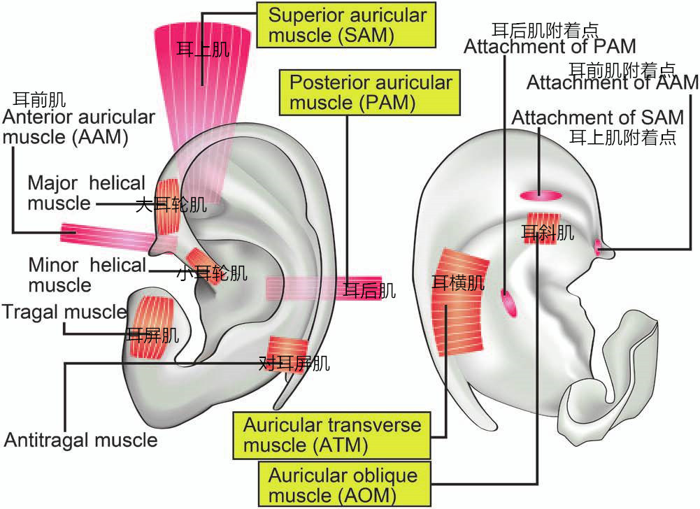 耳朵下面的肌肉图片