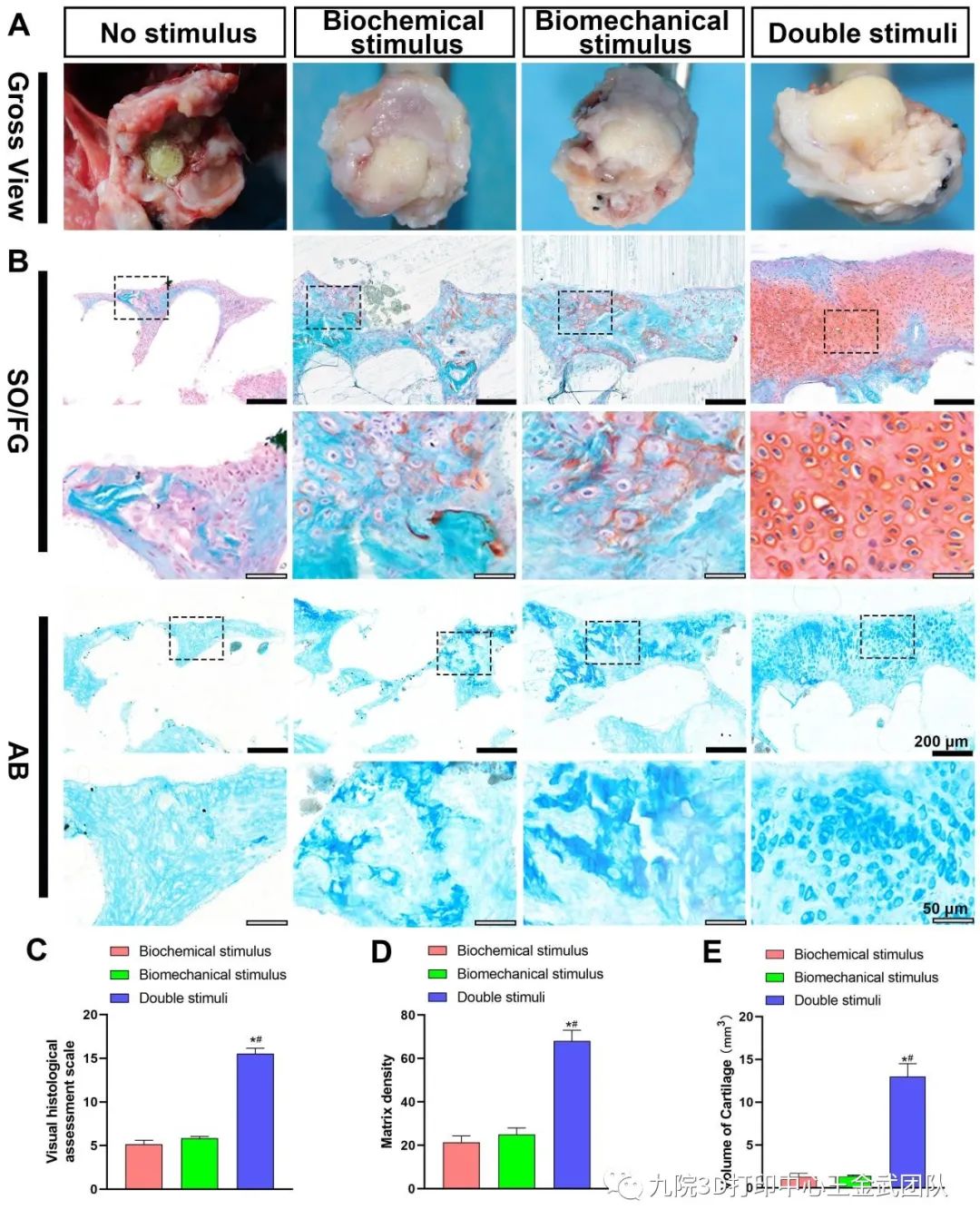 masson,van gieson (vg),so/fg,ab和tb染色,结果表明,生物力学刺激