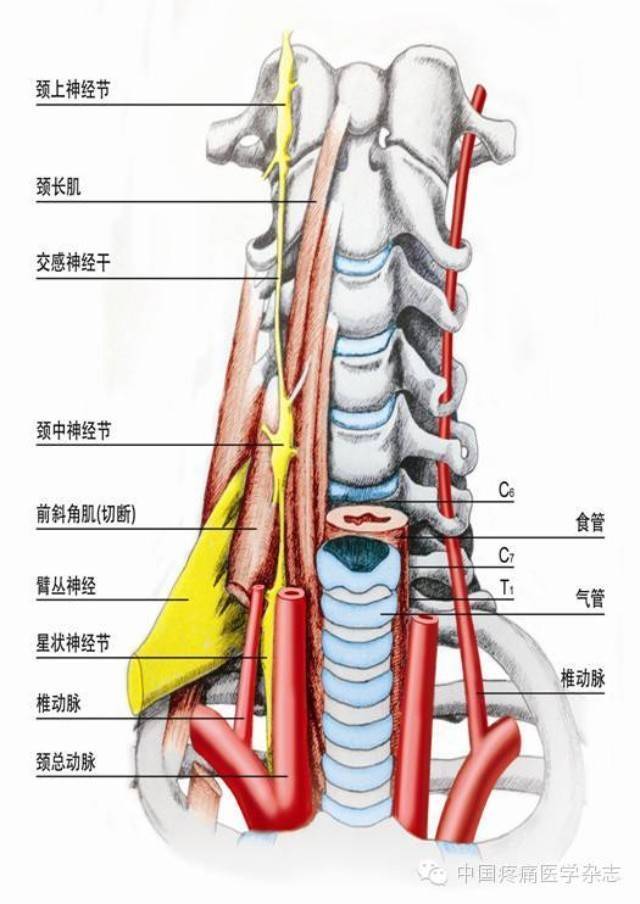 星状神经节位置图片