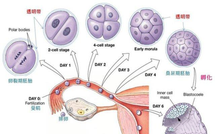 囊胚移植是什么