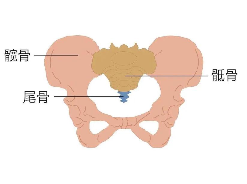 骨盆一 歪 全身病 健康号 微医