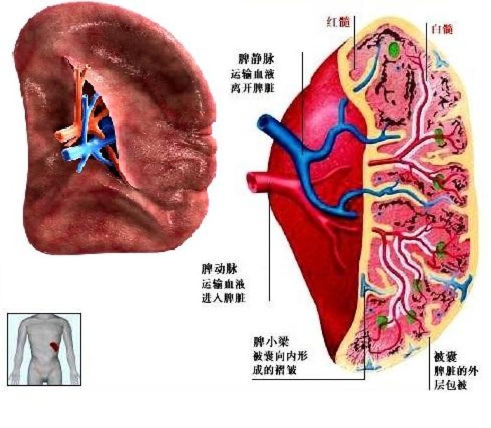 脾部分切除腹腔镜下的精准手术