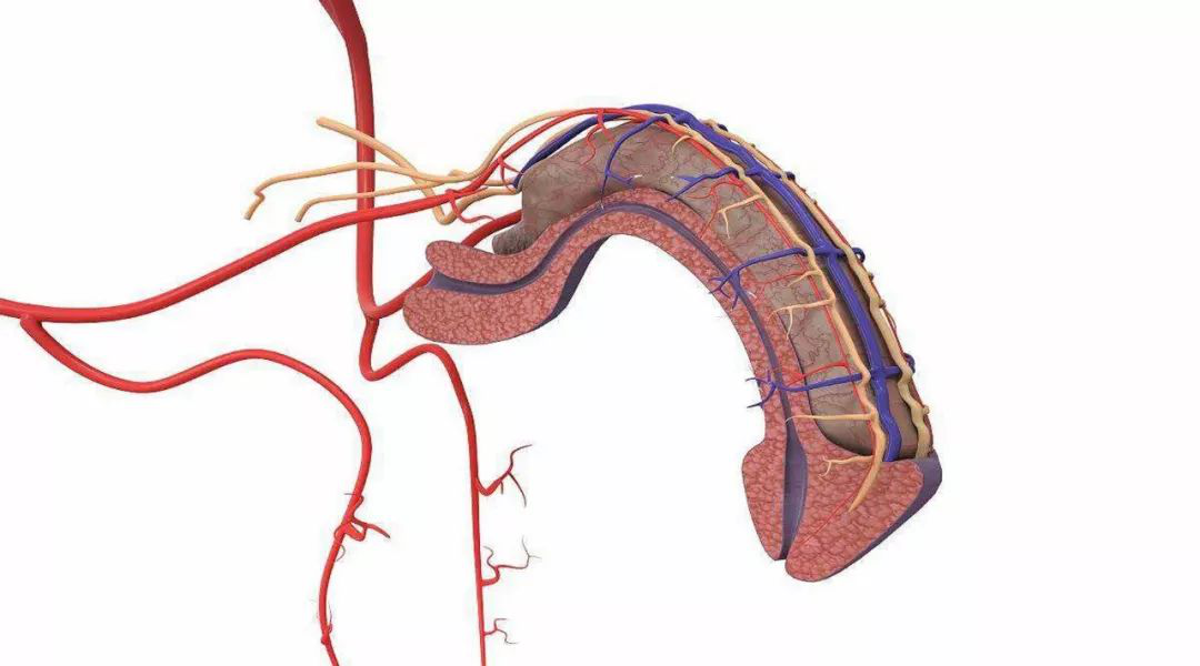 低强度体外冲击波可以促进阴茎内血管的再生,从而改善阴茎海绵体内的