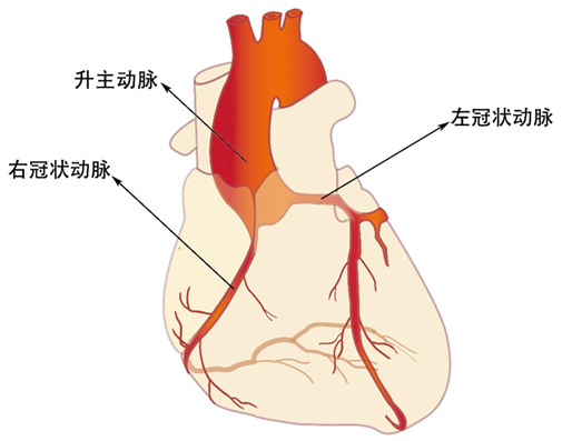 冠状动脉结构示意图图片