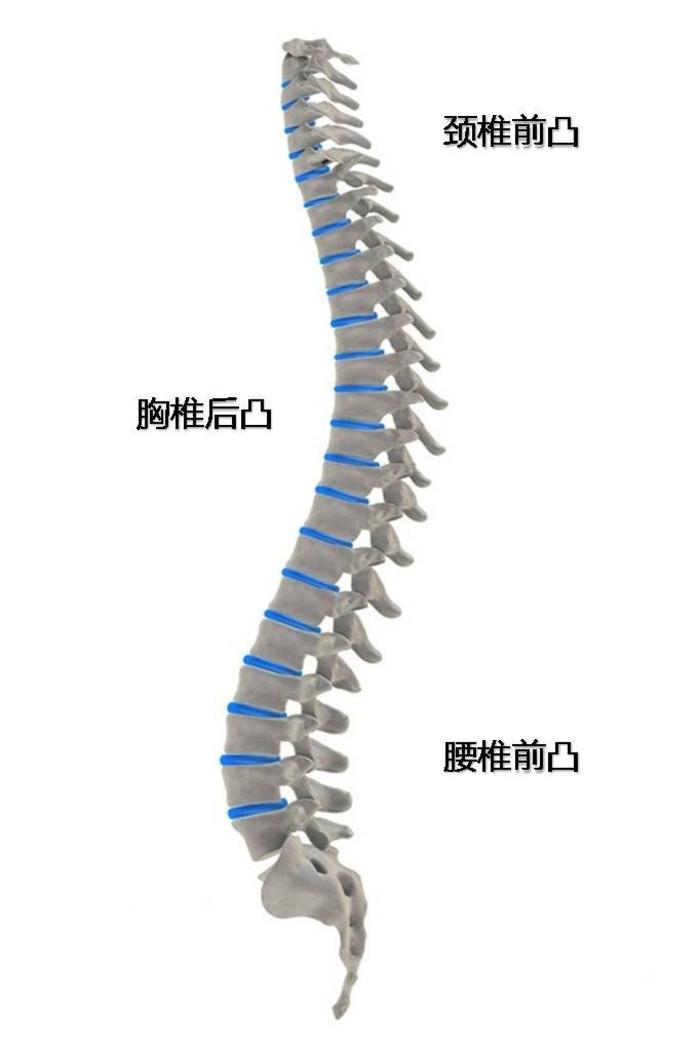 正常的脊柱表现为一定角度的颈椎前凸,胸椎后凸,腰椎前凸和骶椎后凸