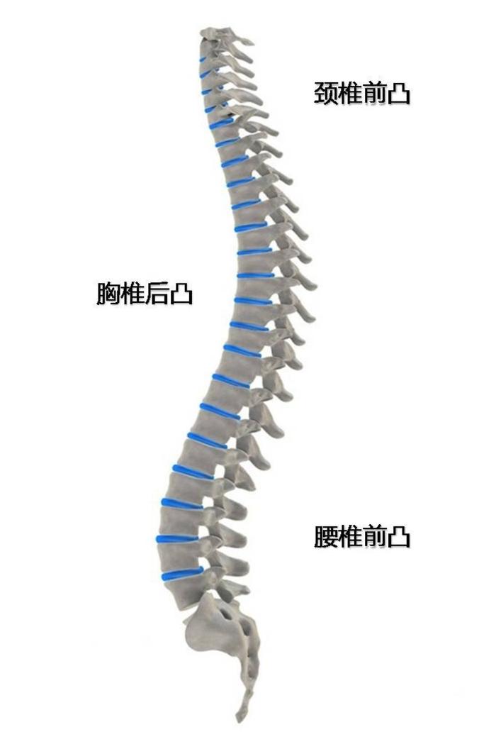 正常人的脊柱從正面(前面或後面)看是筆直的,從側面看,正常的脊柱表現