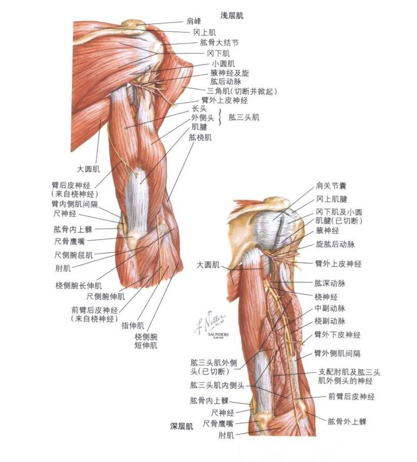 肩关节周围炎 肩周炎 健康号 微医