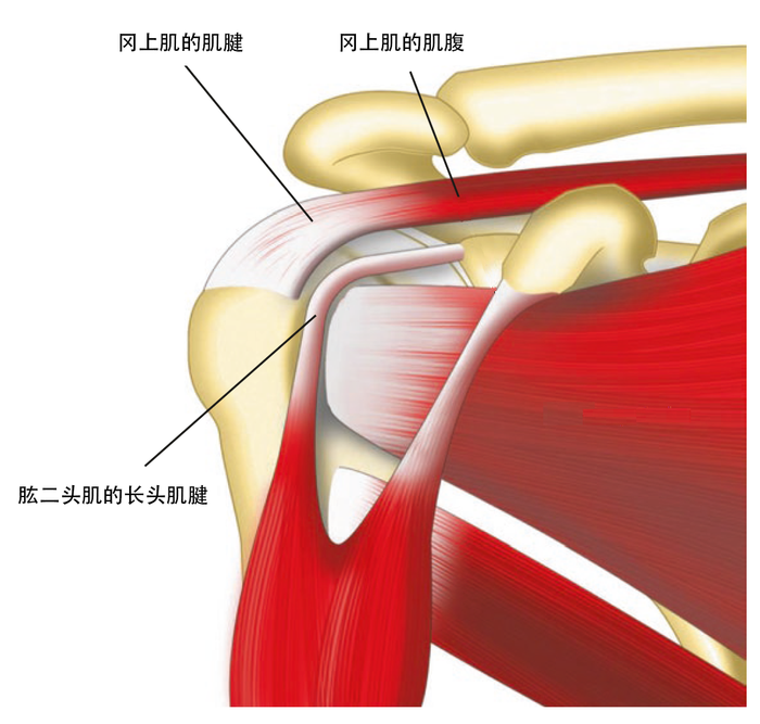 什么是肩袖有什么功能