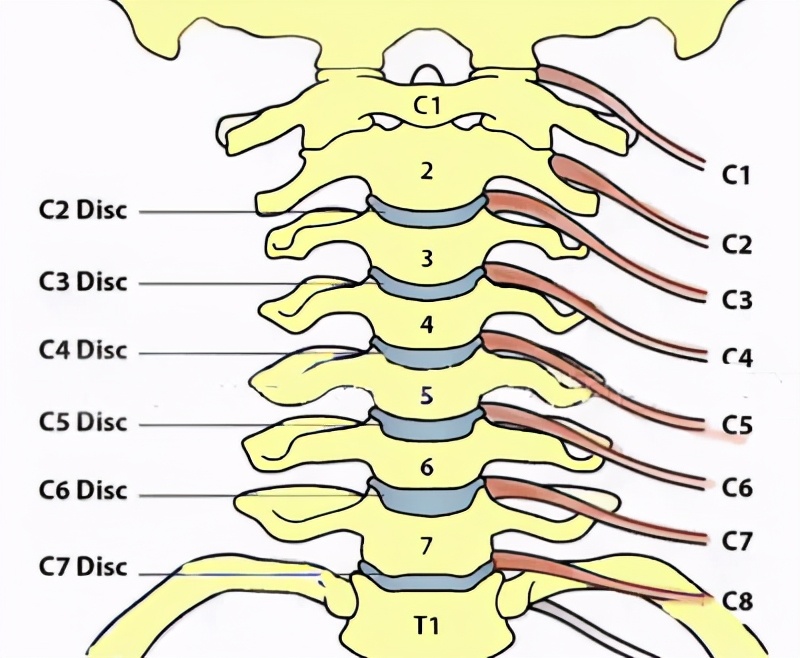 对号入座颈椎病导致不同手指麻木提示不同节段的颈神经受压
